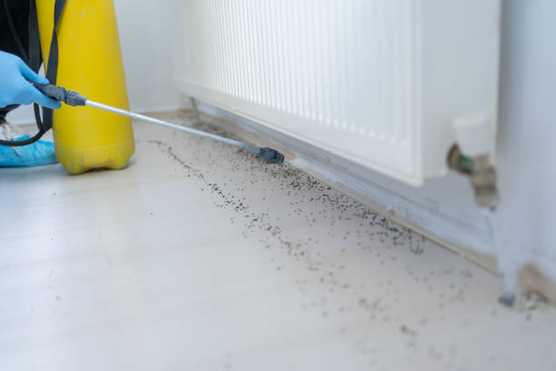 Best Affordable Pest Control Services  in Idalou, TX