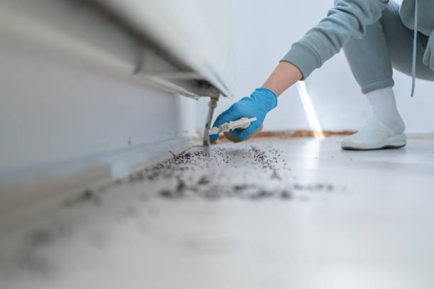 Best Bed Bug Extermination  in Idalou, TX